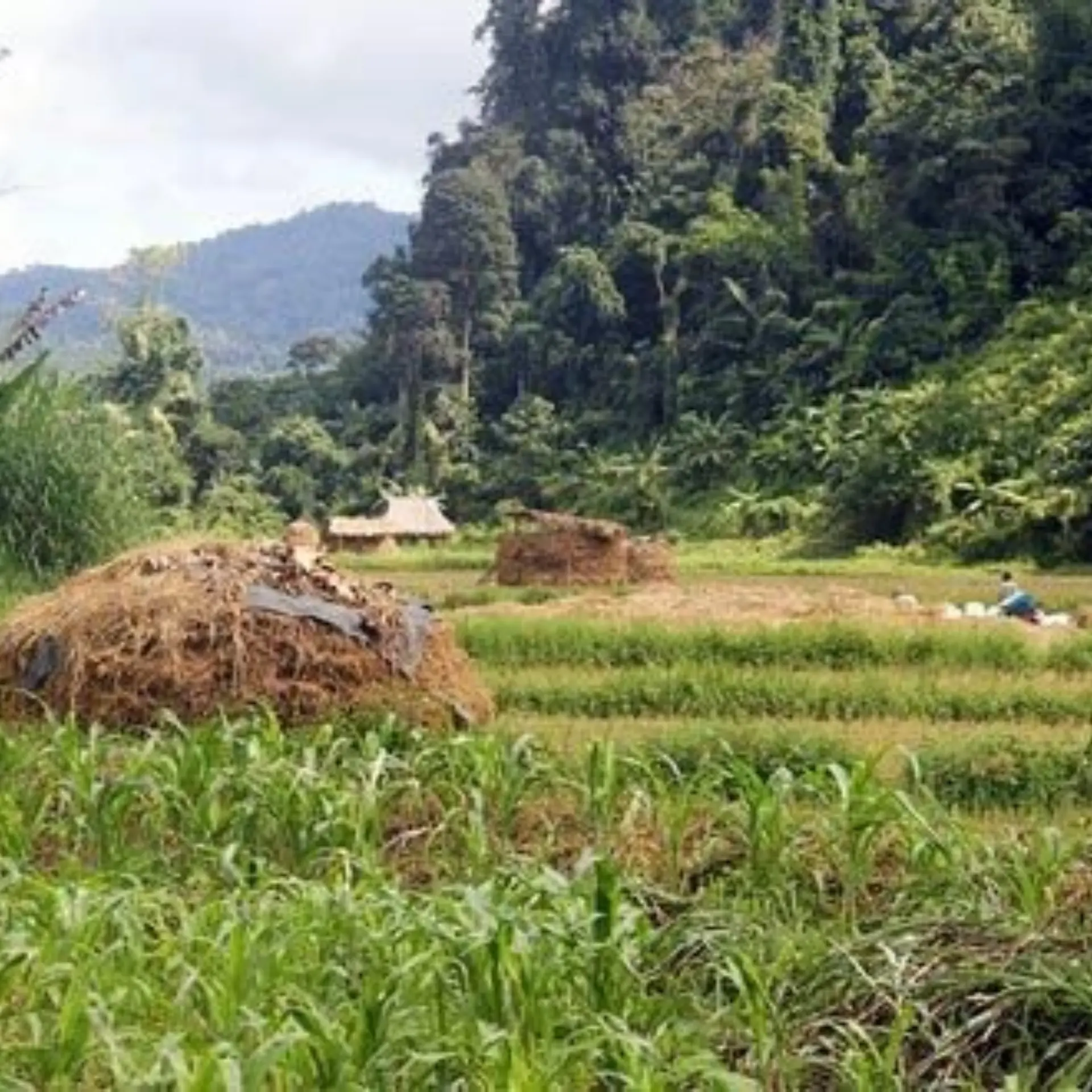 Agriculture 1