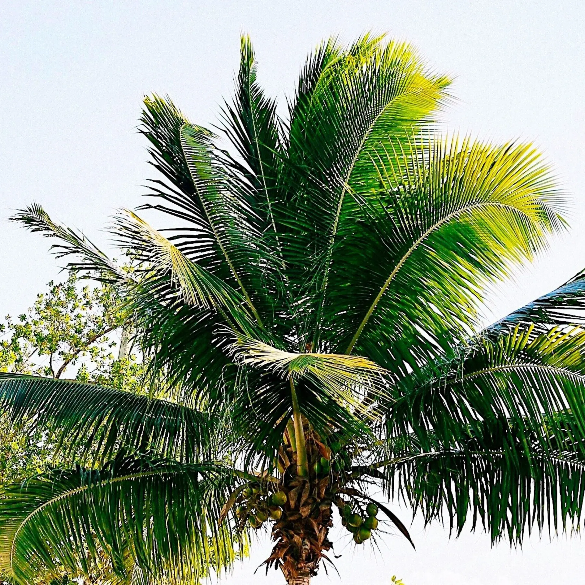 Palmboom