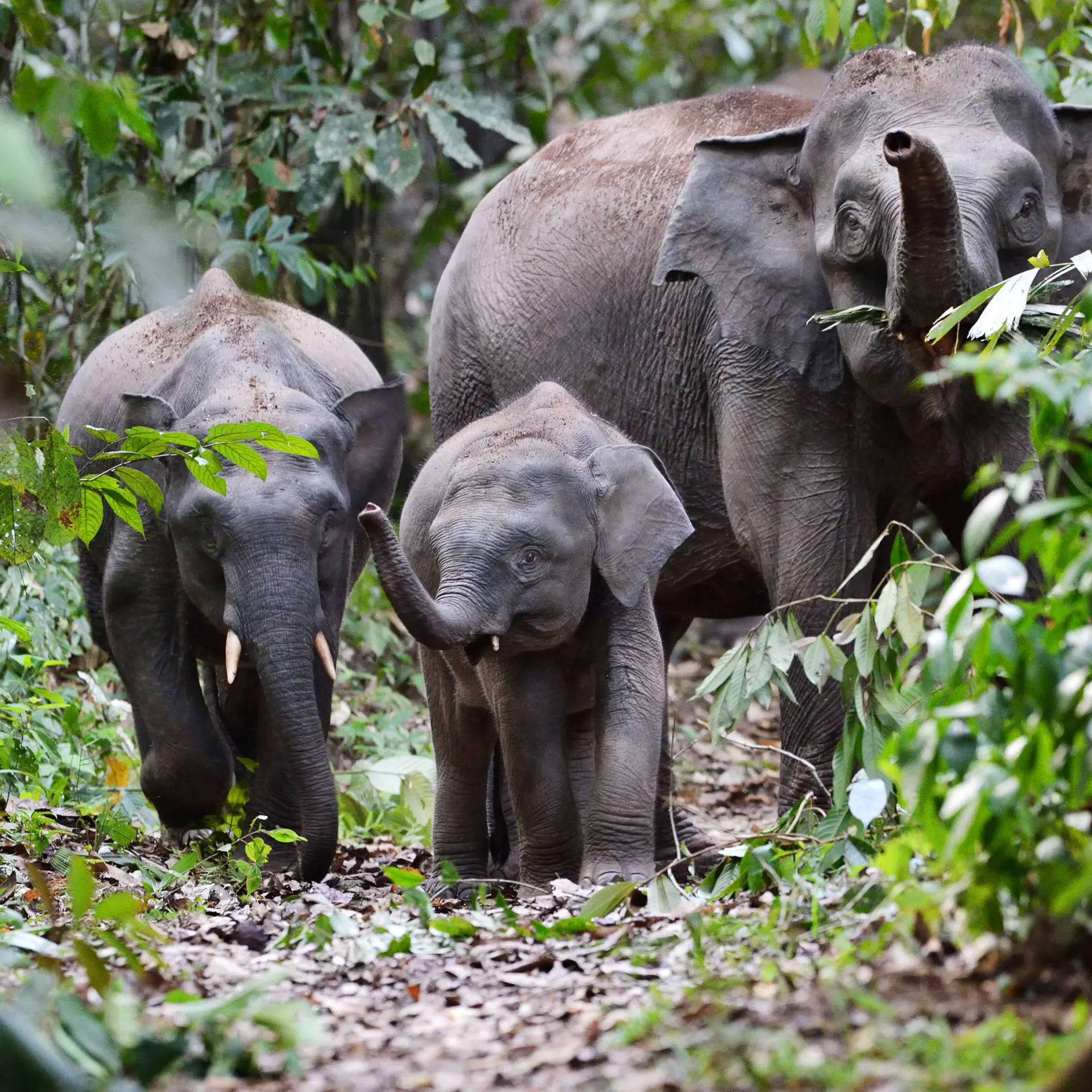 Borneo rainforest lodge pygmy elephant