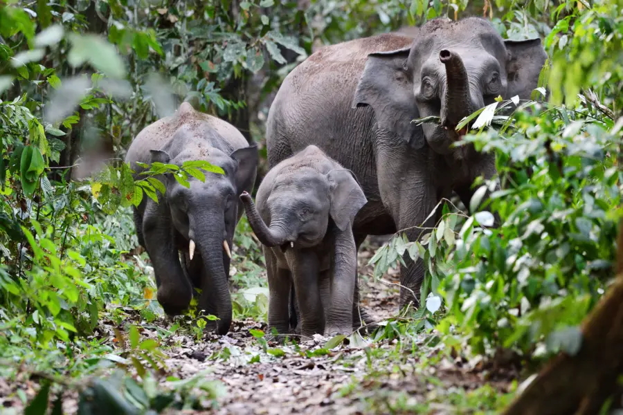 Borneo rainforest lodge pygmy elephant