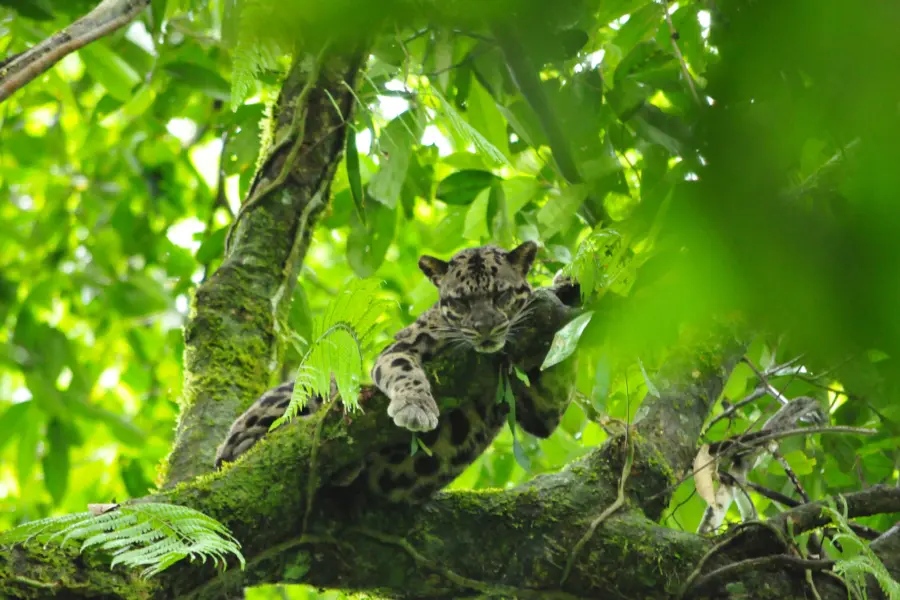 Borneo rainforest lodge clouded leopard
