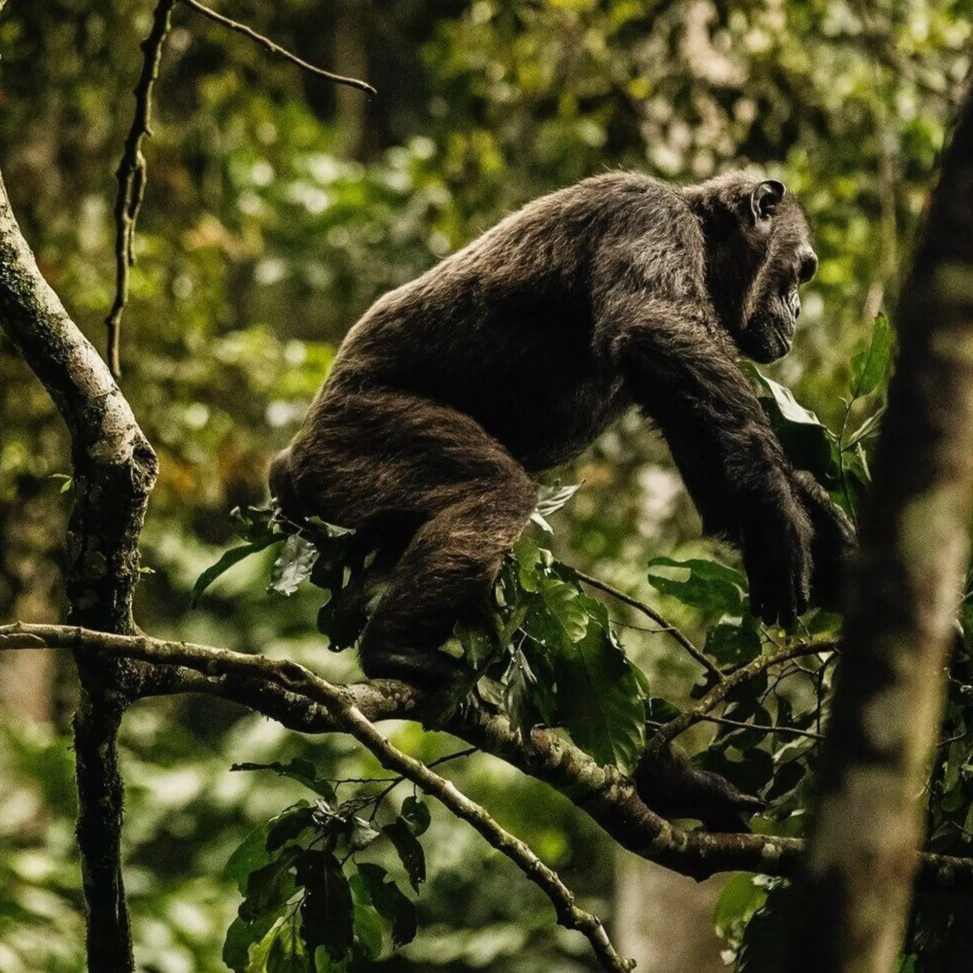 Oonh activities chimpanzee white border 1