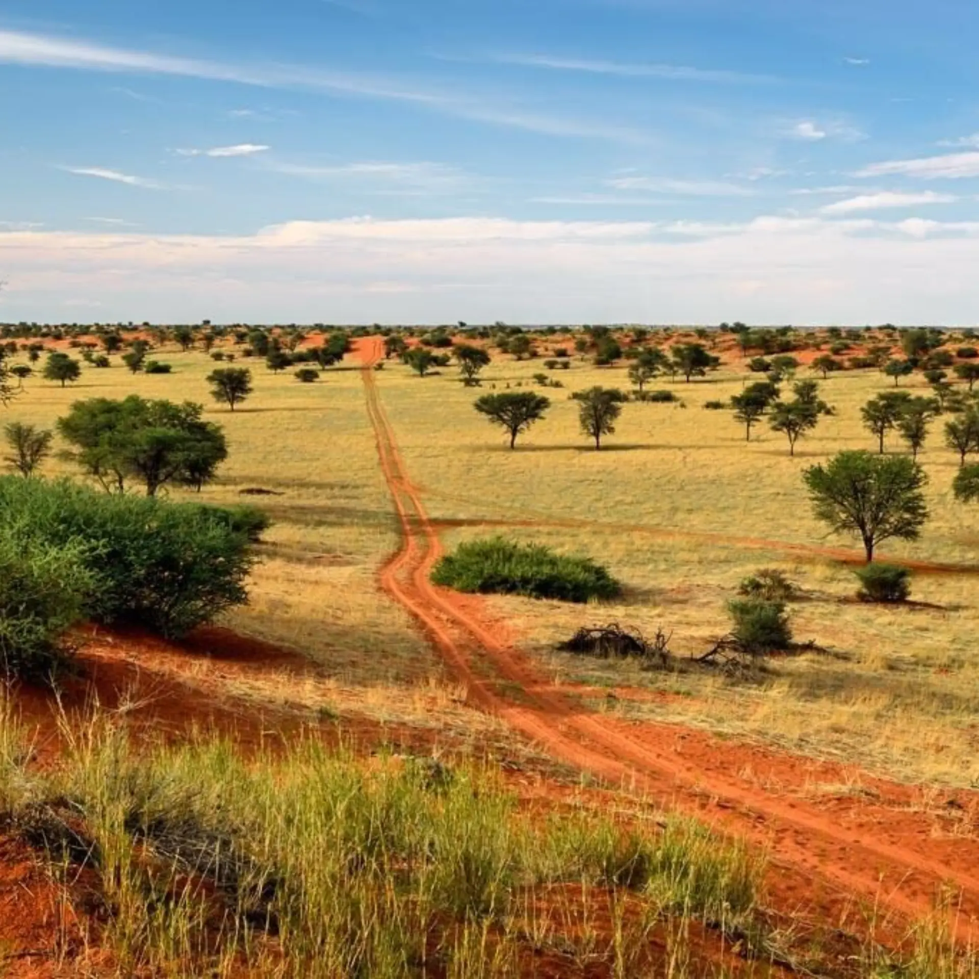 1 kalahari
