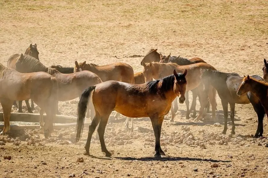 Dag04 luderitz1 0001