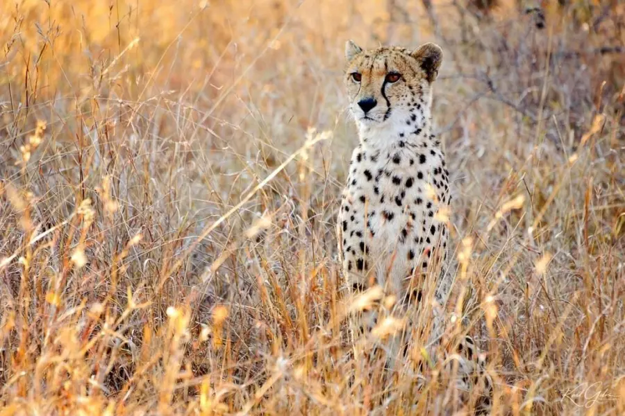 Dag13 okonjima1 0001