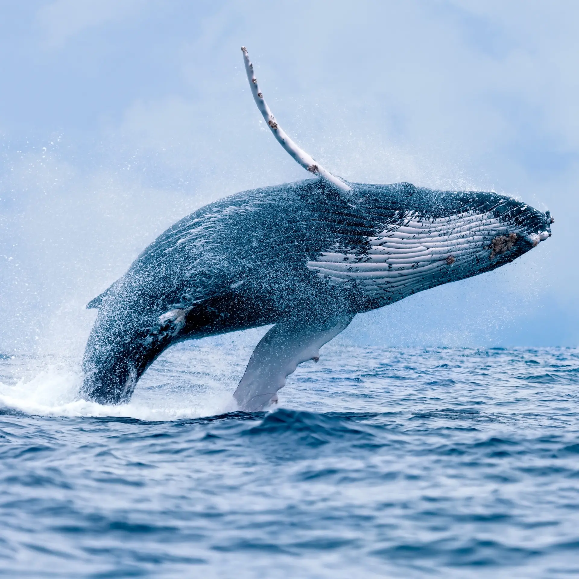 Whale