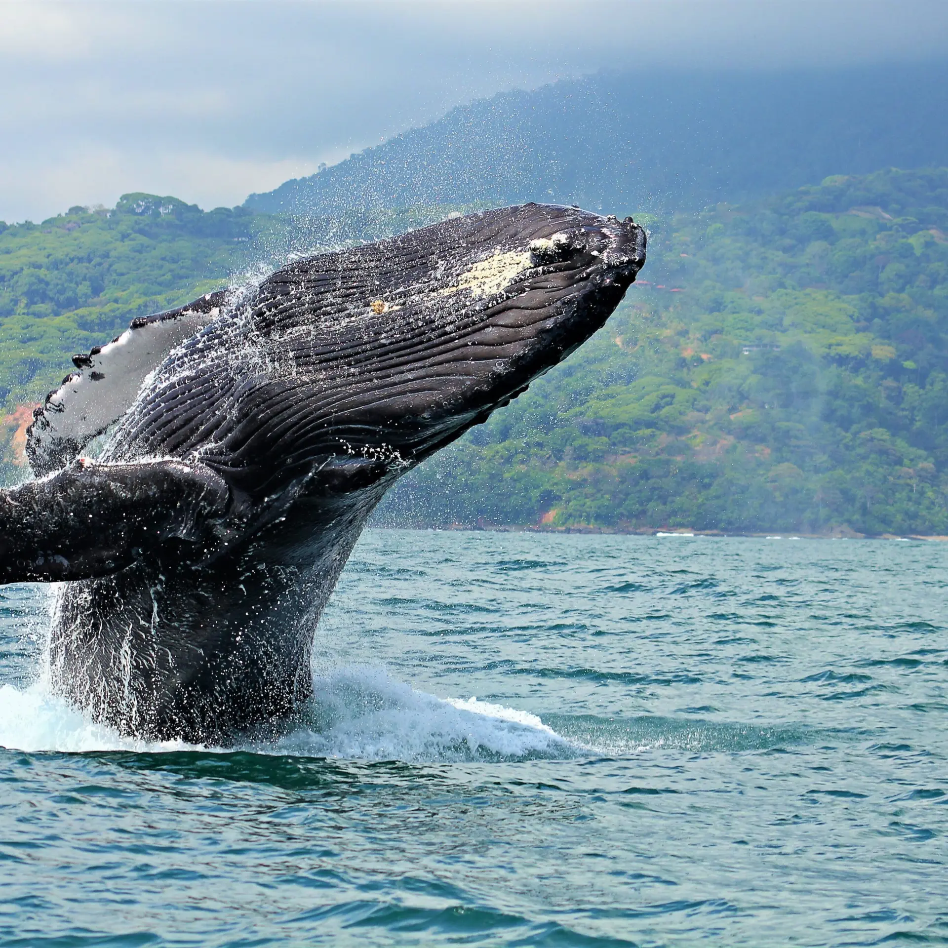 Walvis marino ballena national park1