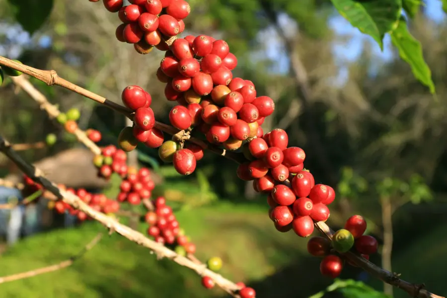 Koffiebonen2