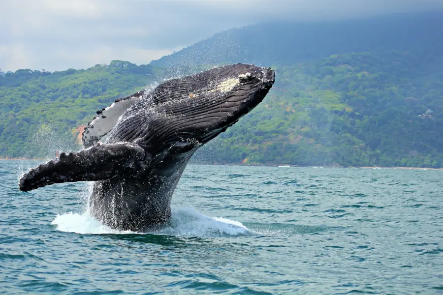 Walvis marino ballena national park1