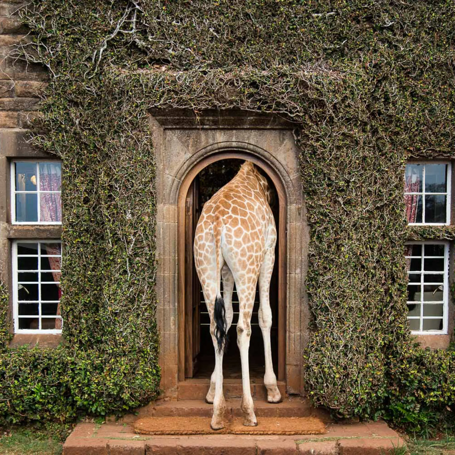 Front door giraffe copyright scott ramsay