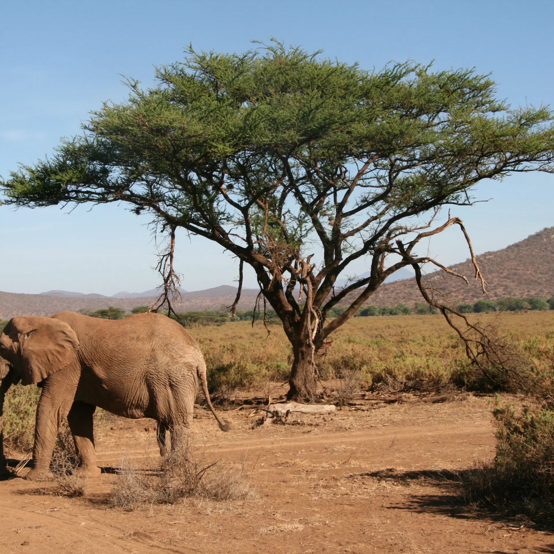 Reserve samburu faune 2