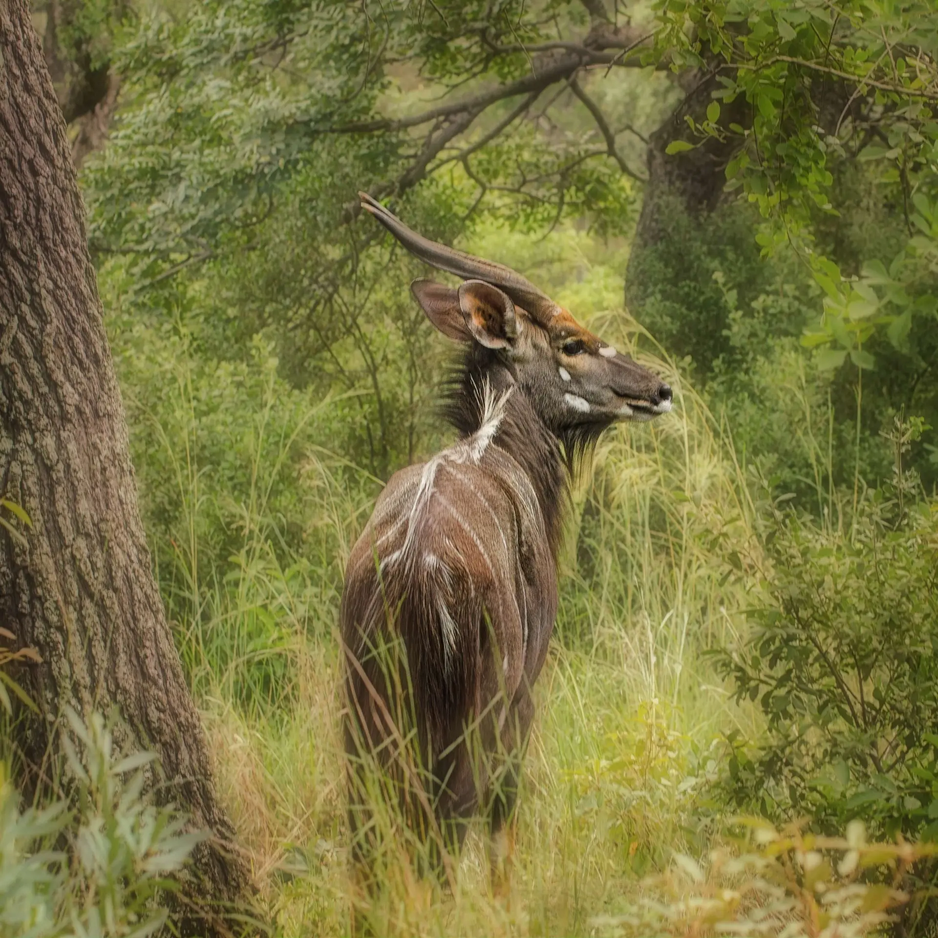 Ianza nyala 2800386