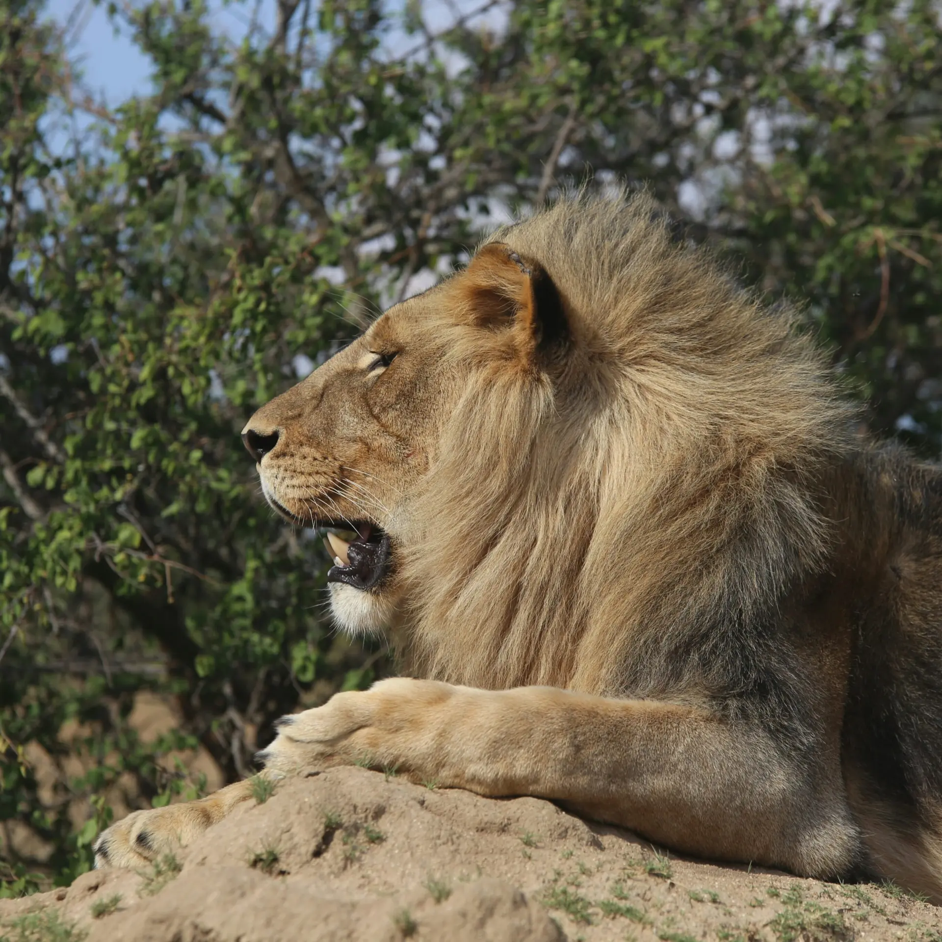 Antelope park Mp JRO8t99ns unsplash