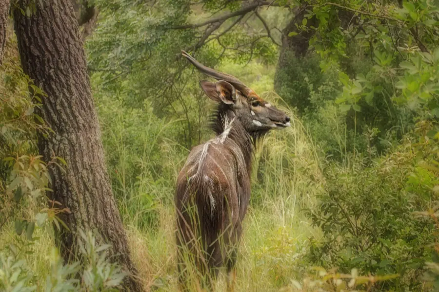 Ianza nyala 2800386