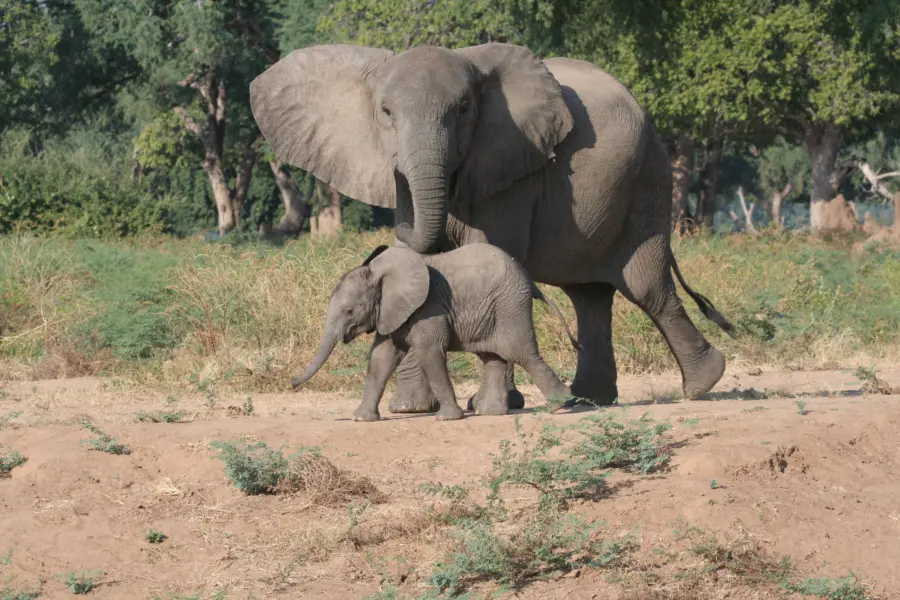 Drbjond elephant 5442987