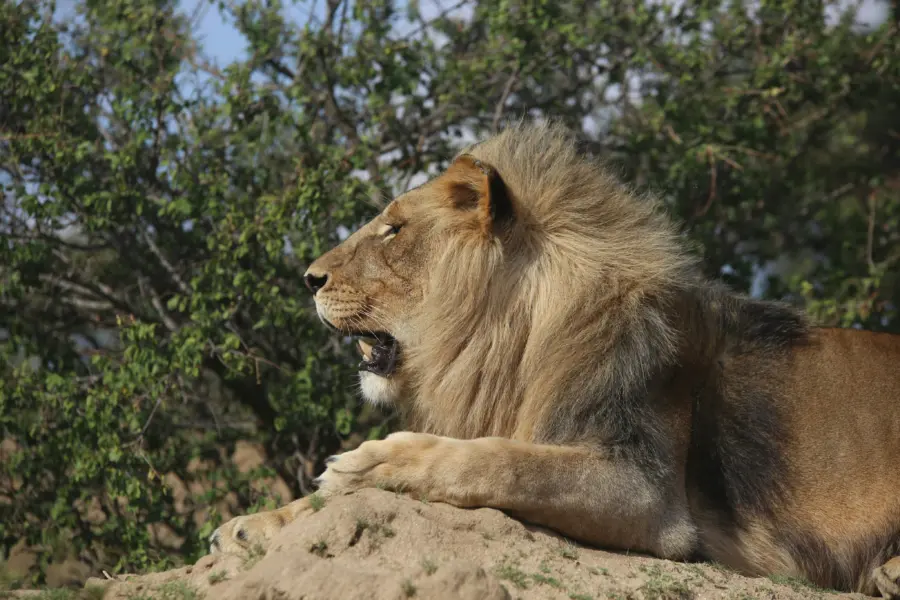 Antelope park Mp JRO8t99ns unsplash