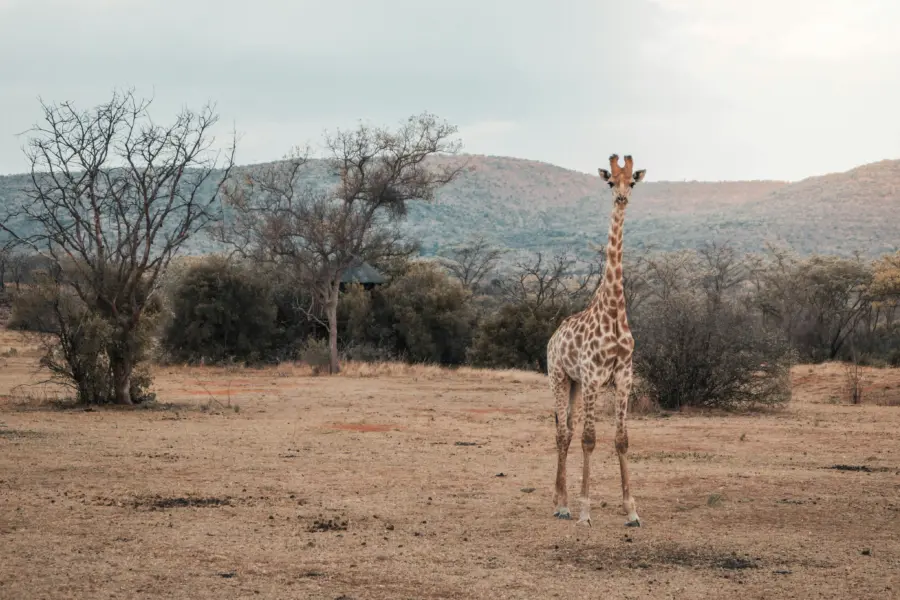 Jura bakx l5g4lswrn7y unsplash