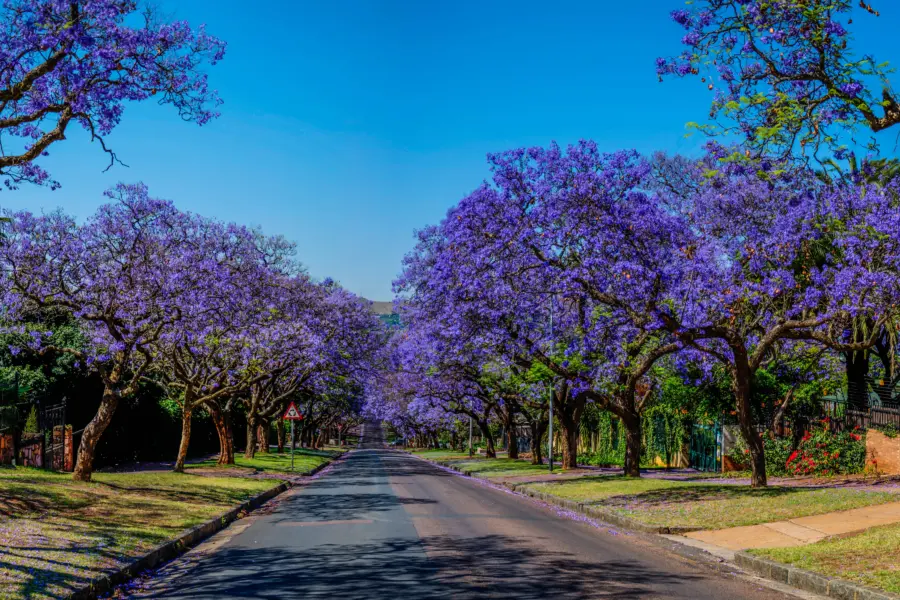 Jacaranda trees becket street pretoria1