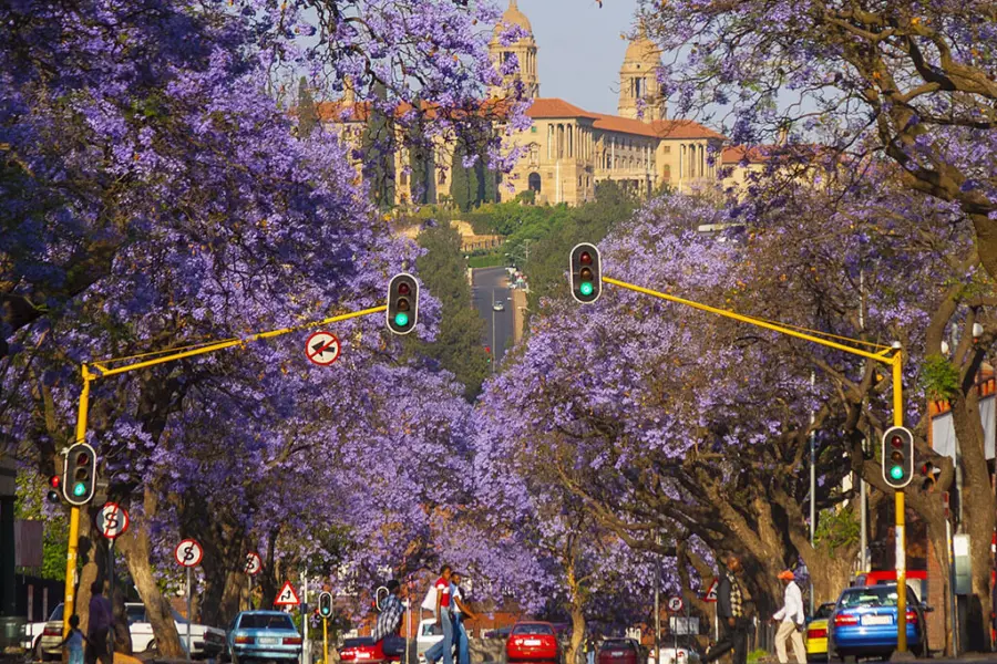 Jacaranda trees pretoria1