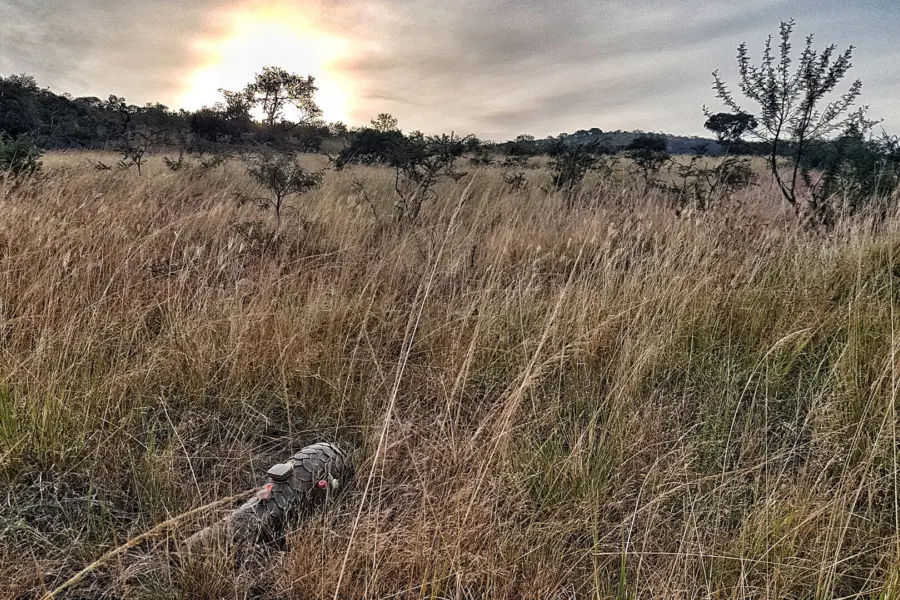 Pangolin tracking