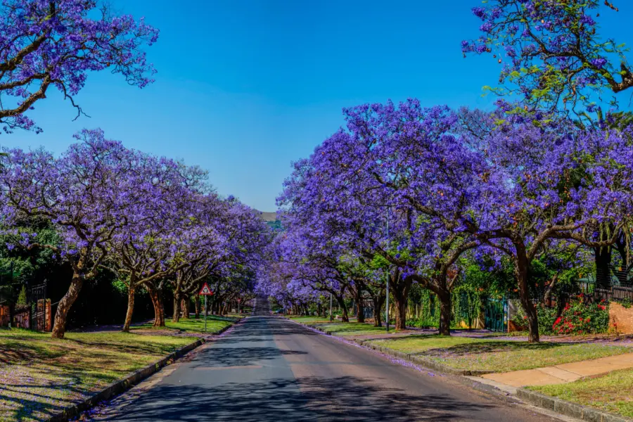 Jacaranda trees becket street pretoria1