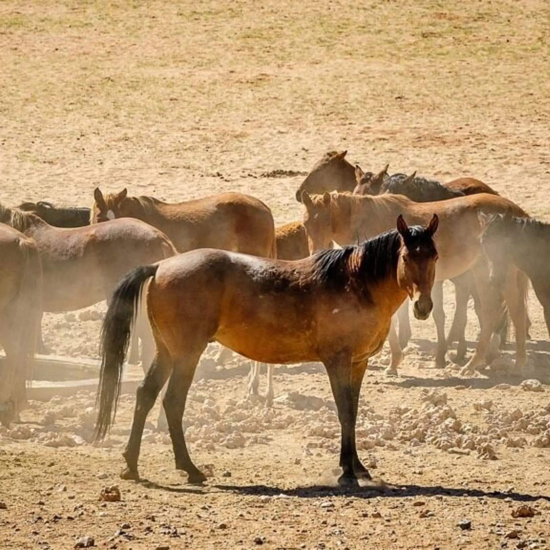 Dag04 luderitz1 0001