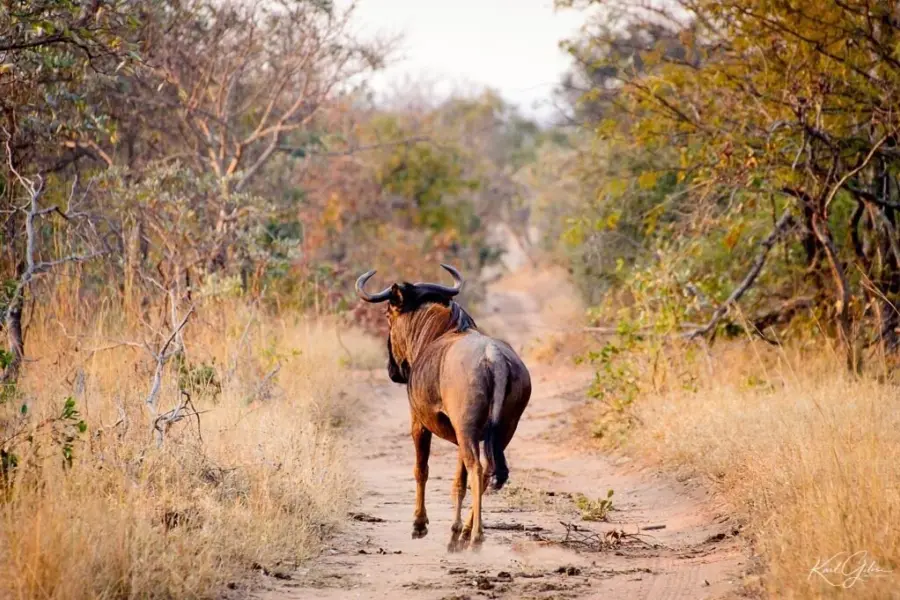 Dag13 okonjima1 0005