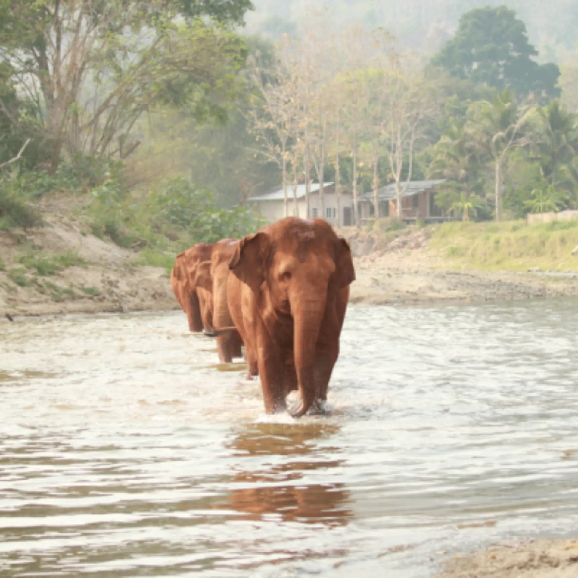 1757518231869elephant nature park 2