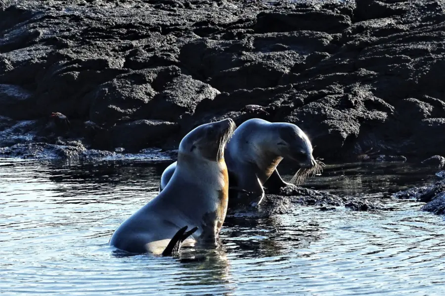 Galapagos zeeleeuwen creche