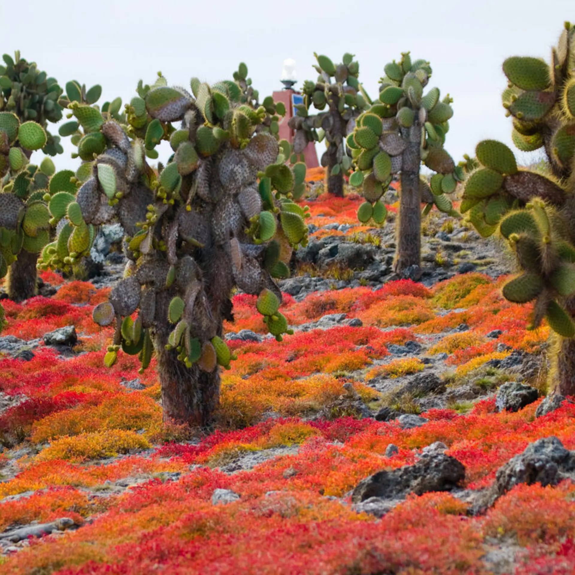 Galapagos istock 676314020