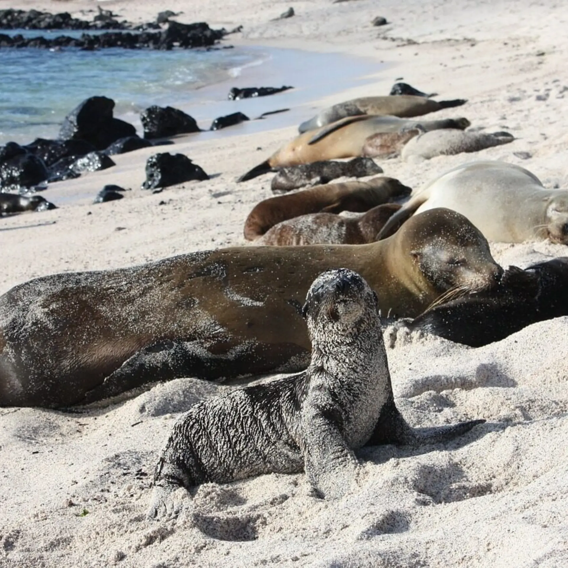Galapagos 5014927 1280