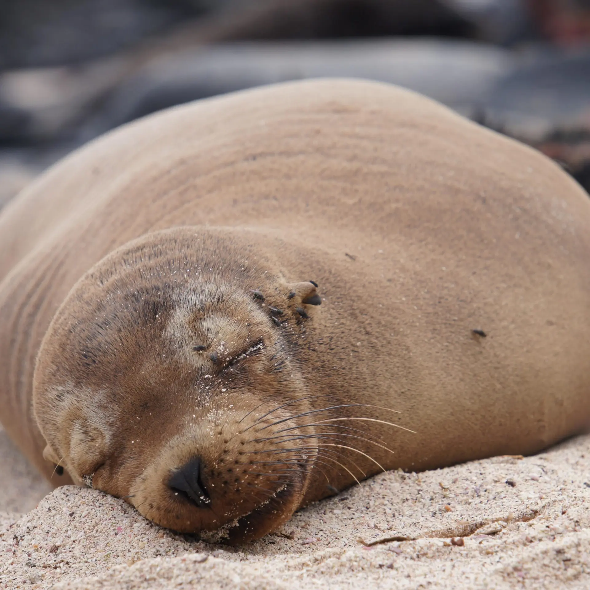 Galapagos slapende zeeleeuw