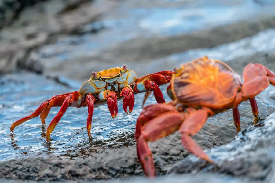 Sally lightfood crab galapagos