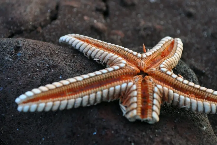 Starfish 5949421 1280