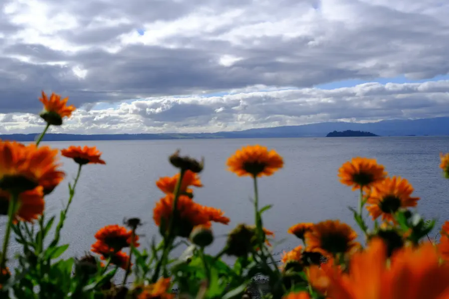 Rosa virginia fhsldqhkgim unsplash