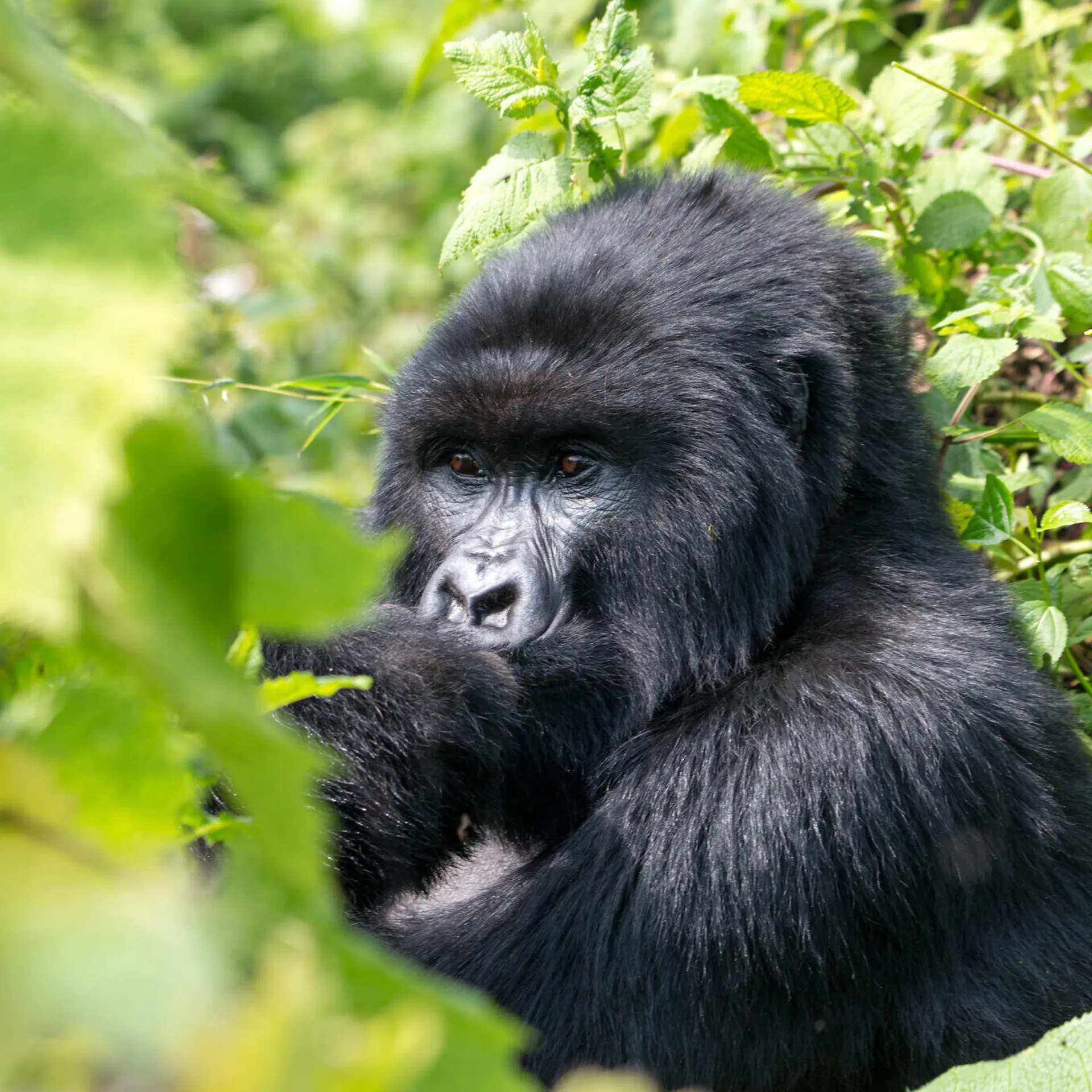 Visitrwandavolcanoes np1