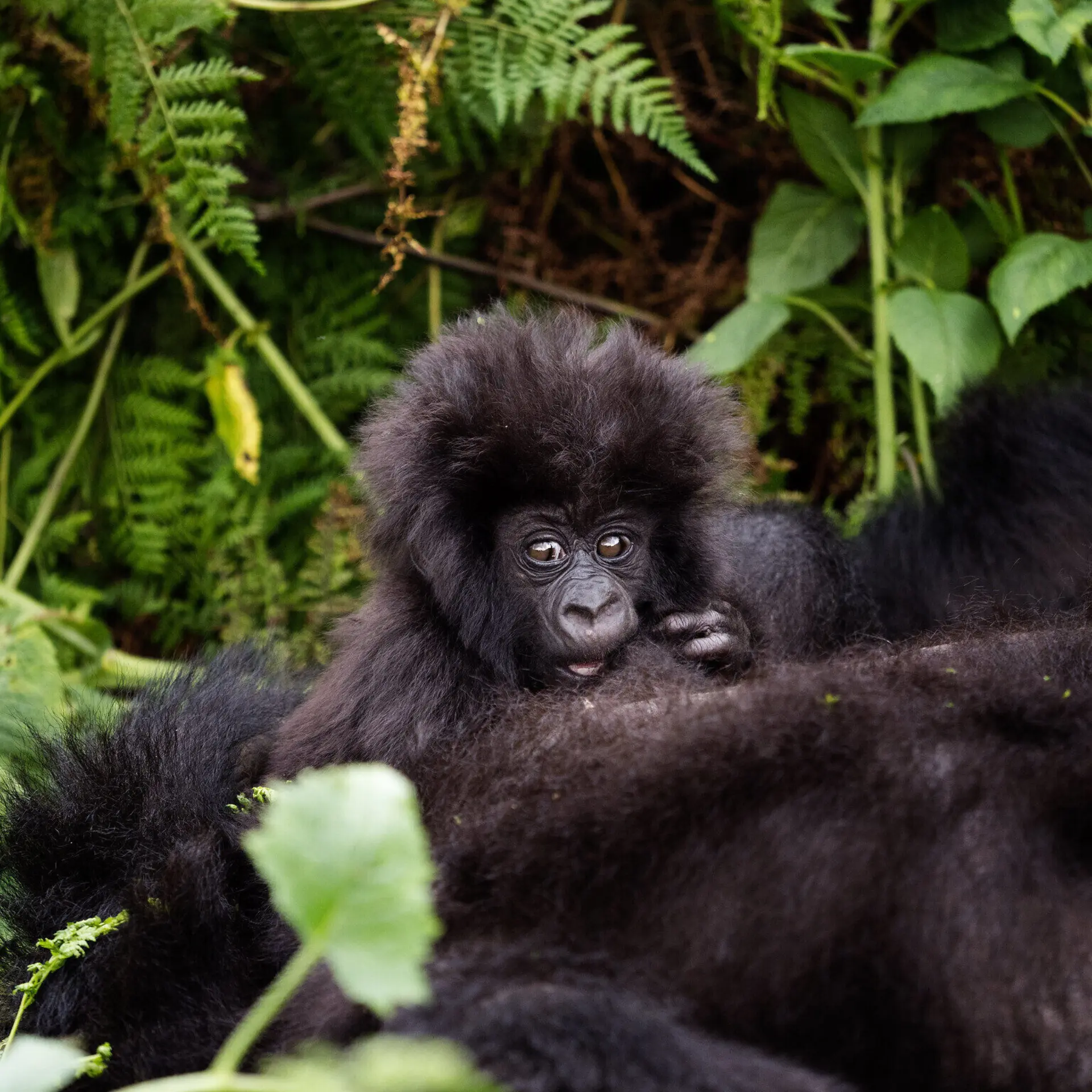Visitrwandavolcanoes np5
