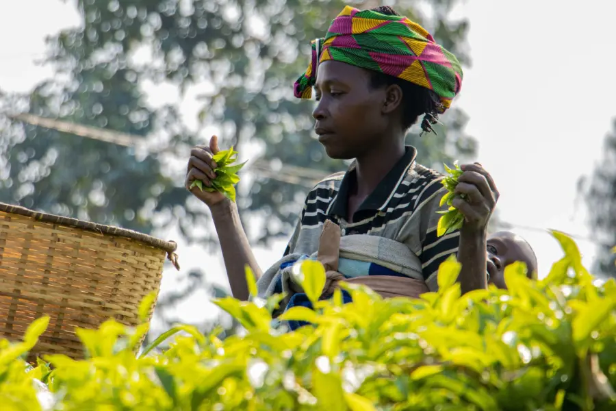 Tamrat touloumon ck83jhwtdcy unsplash