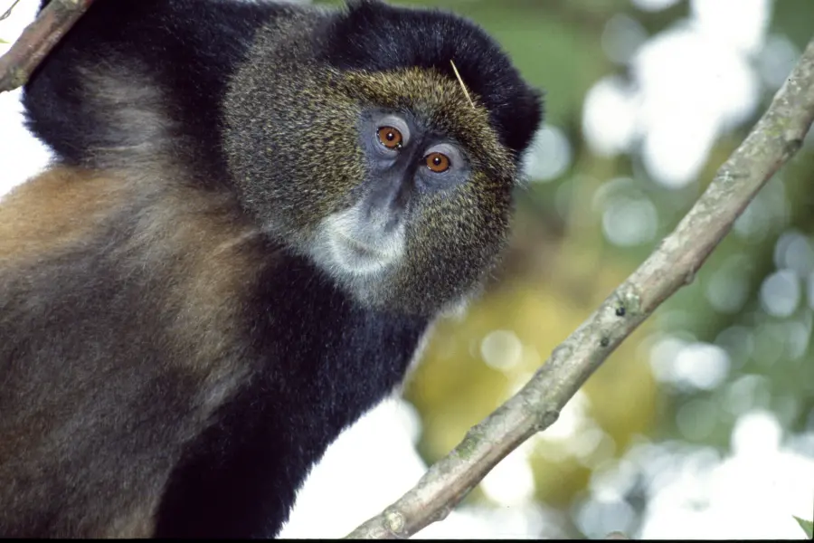 Visitrwandavolcanoes np3