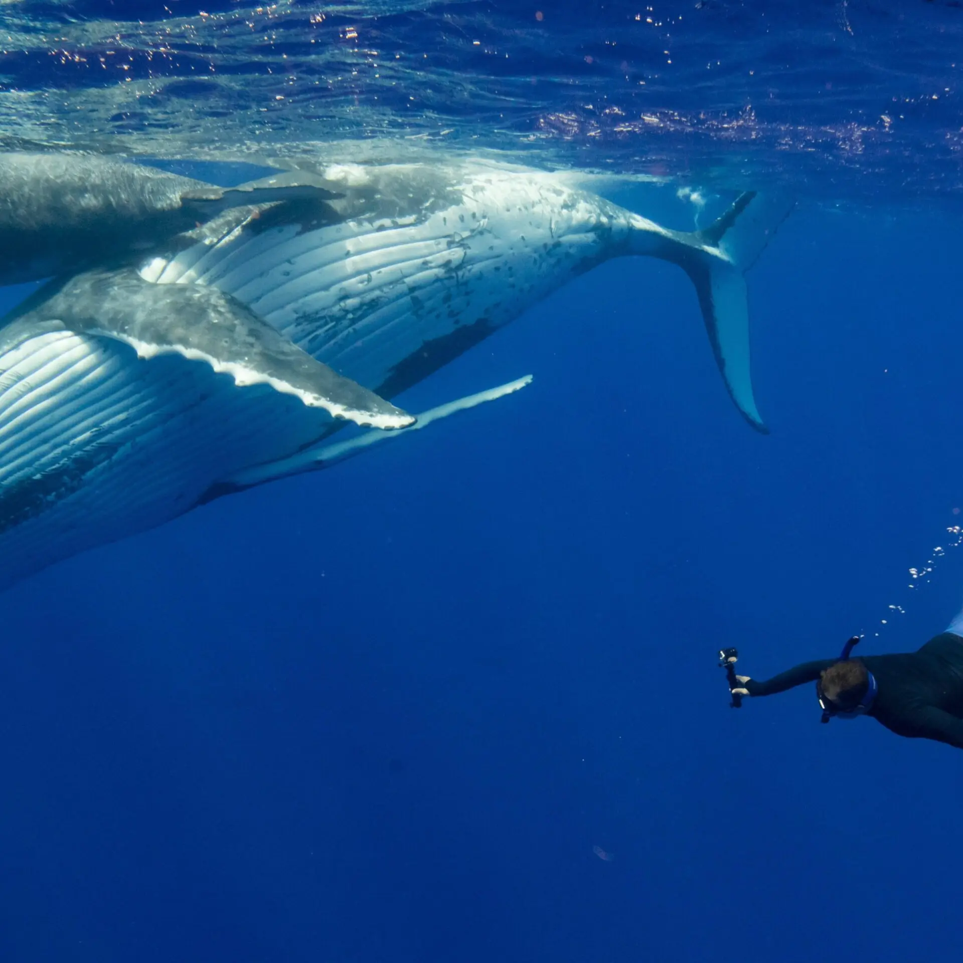 1759844029302personlpersonalgunderwatercook islands 2023dsc00477 min