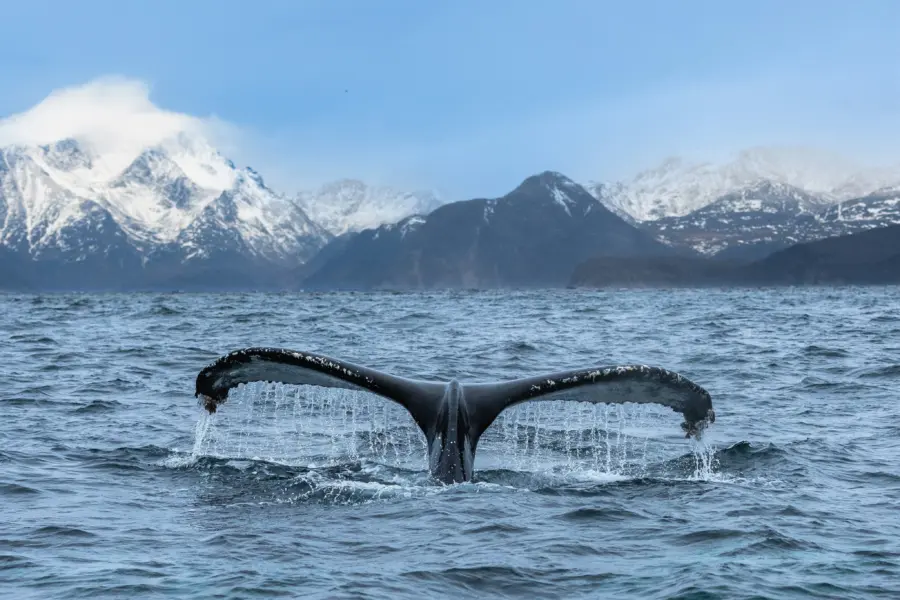 Felix rottmann cqpkw4euloq unsplash