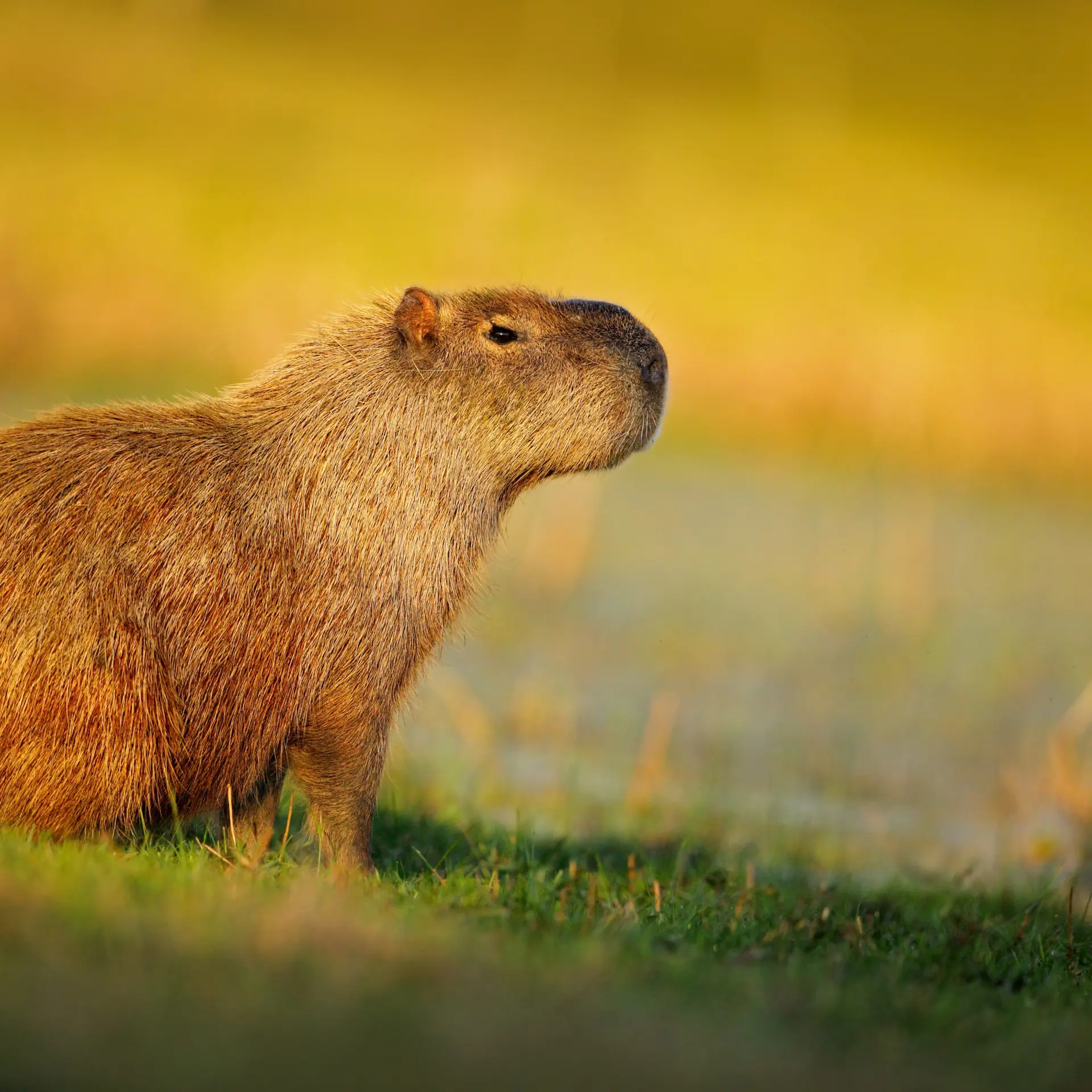Capybara