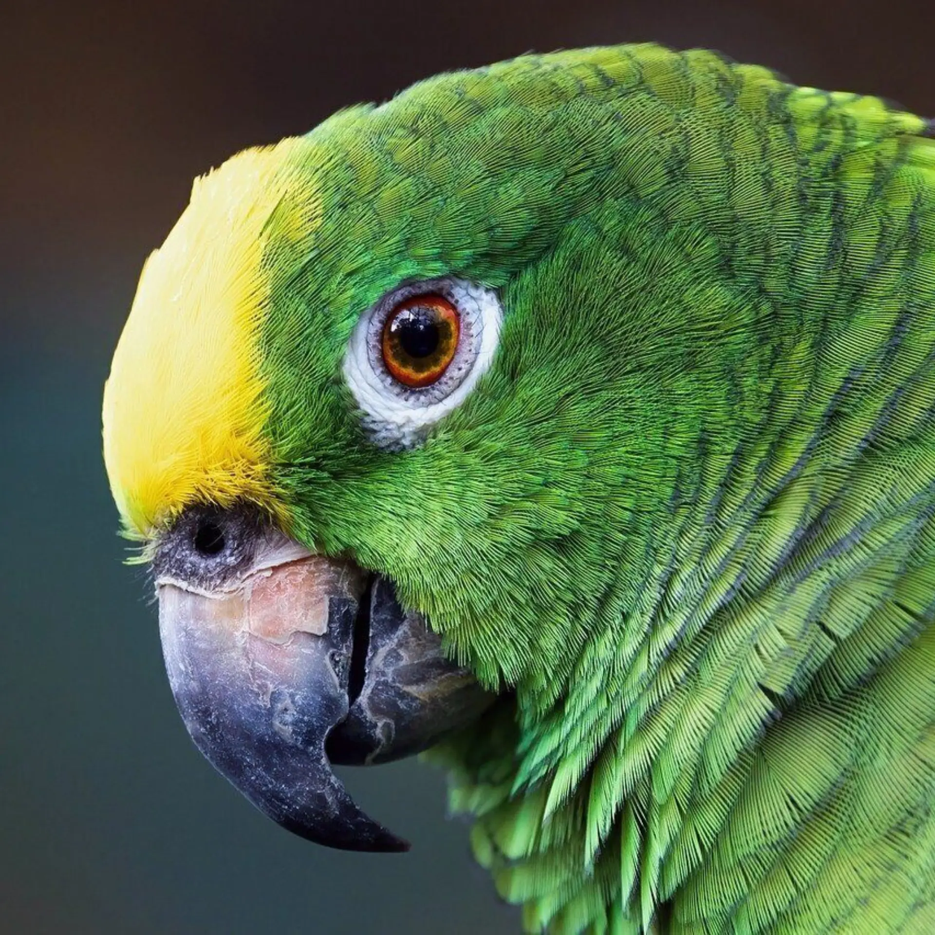 Parrot 9099001 1280