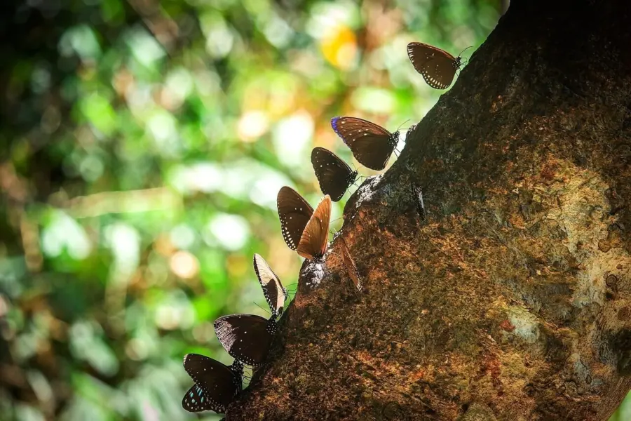 Butterfly 3200361 1280