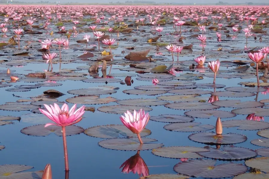 Red lotus sea 4700563 1280