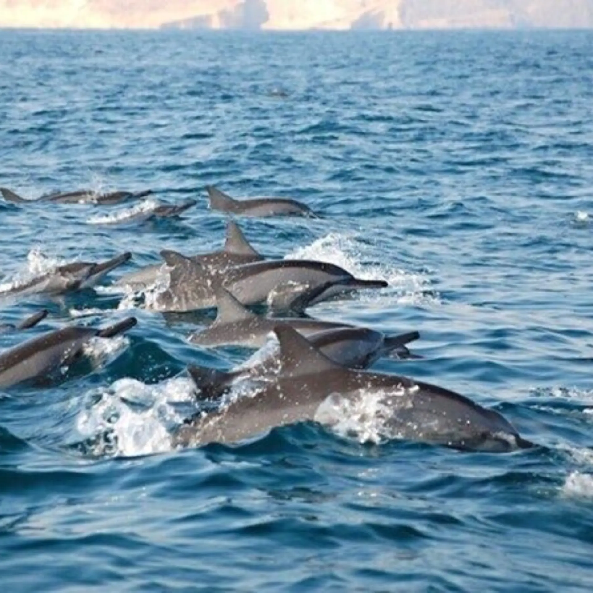 Daymaniyat eilanden 4