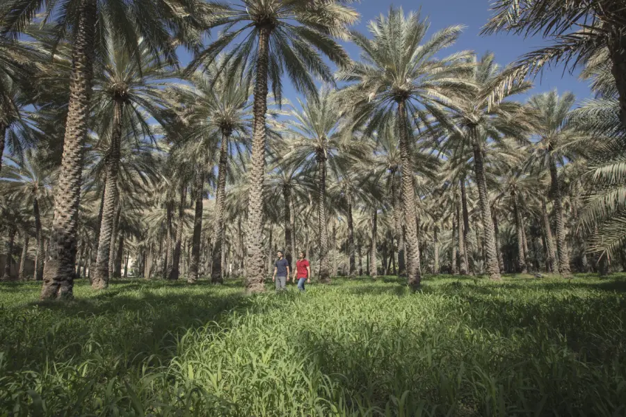 Birkat al mouz ministry of heritage tourism sultanate of oman1