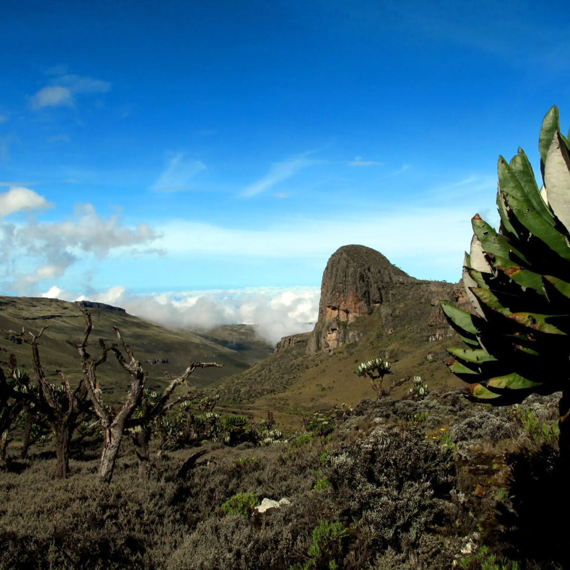 Mount elgon 2