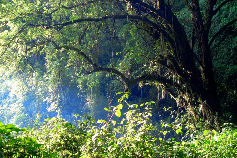 Mount elgon forest