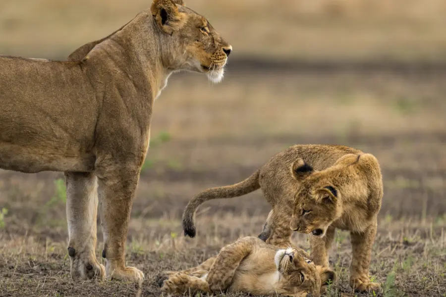 Biodiversity Conservation in Busanga Plains Kafue National Park Zambia Marcus Westberg 61